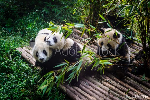 Picture of Pandas enjoying their bamboo breakfast in Chengdu Research Base China